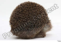  Hedgehog - Erinaceus europaeus # 3 